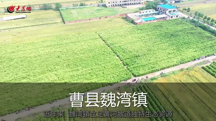 曹县魏湾镇